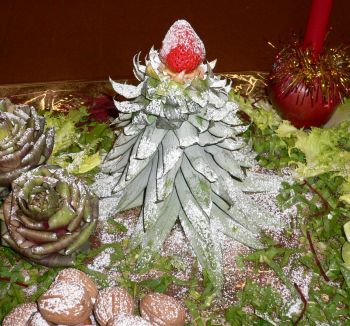 8 abete ciuffo ananas.jpg