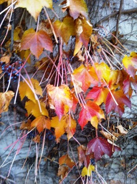 AUTUNNO foglie