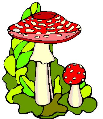 FUNGHI.jpg