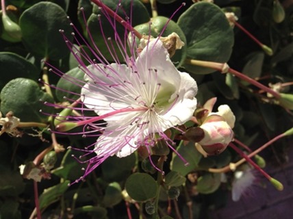Fiori 2r