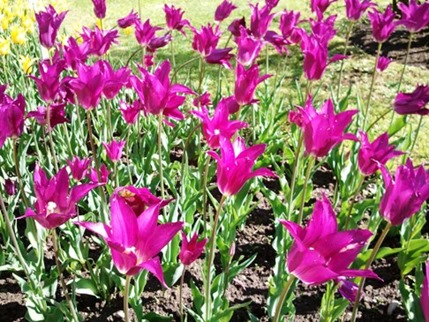 Fiori 5r