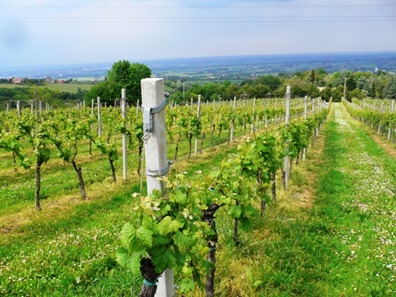 Vino i vigneti riprendono vita2