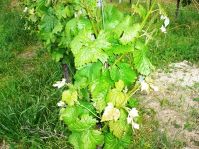 Vino i vigneti riprendono vita3