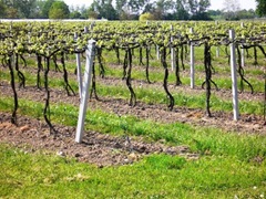 Vitigno Lambrusco a Primavera2