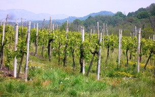 Vitigno Prosecco Primavera3
