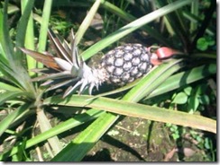 Ananas su pianta2