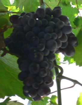uva nera.jpg uva nera.jpg