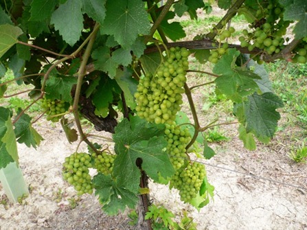 vino AZIENDA VITIVINICOLA PRASSO PIERO15r