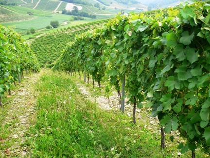 vino AZIENDA VITIVINICOLA PRASSO PIERO17r