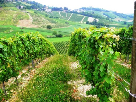 vino AZIENDA VITIVINICOLA PRASSO PIERO20r